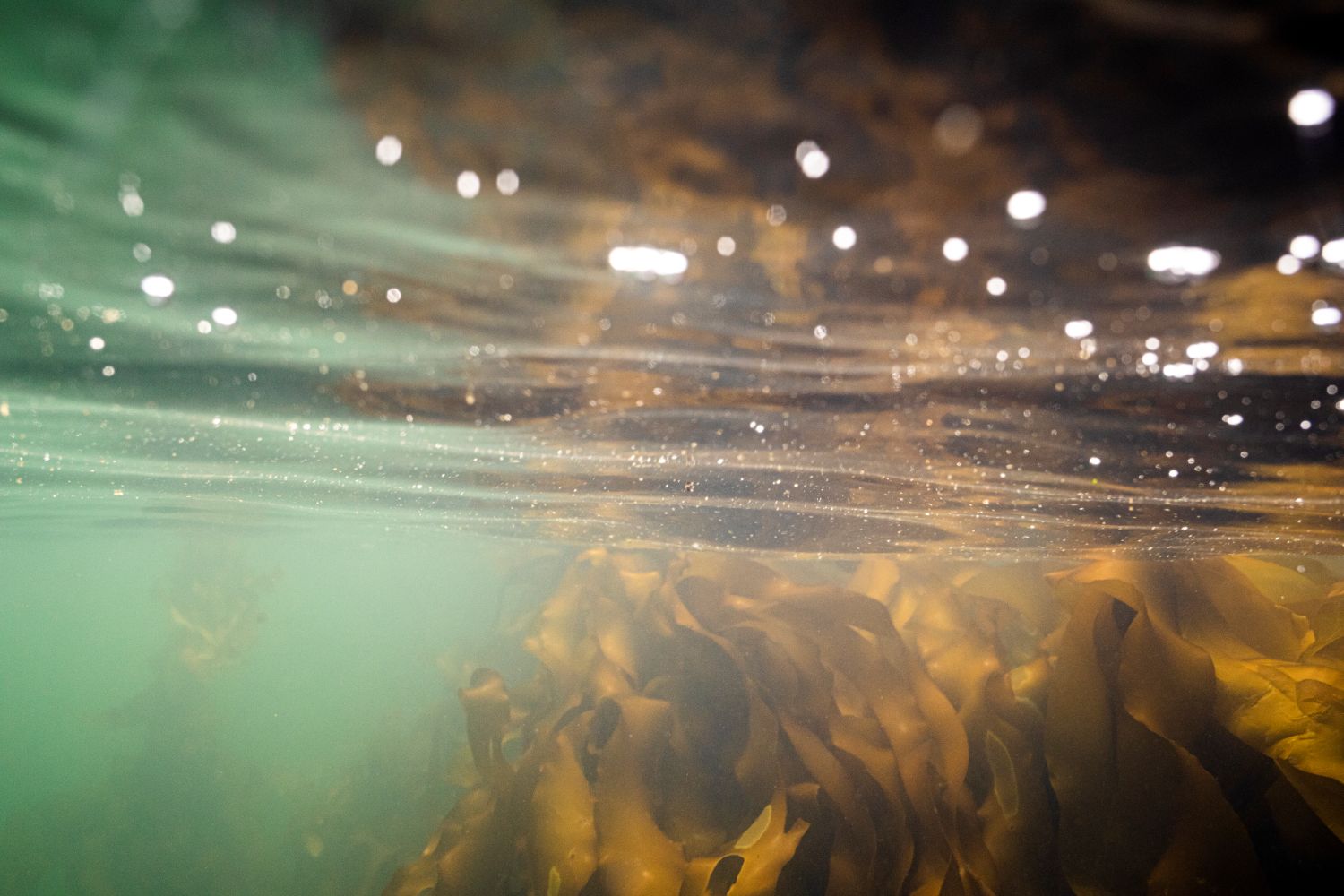 DS2666: Sleep Medicine Grand Rounds Banner